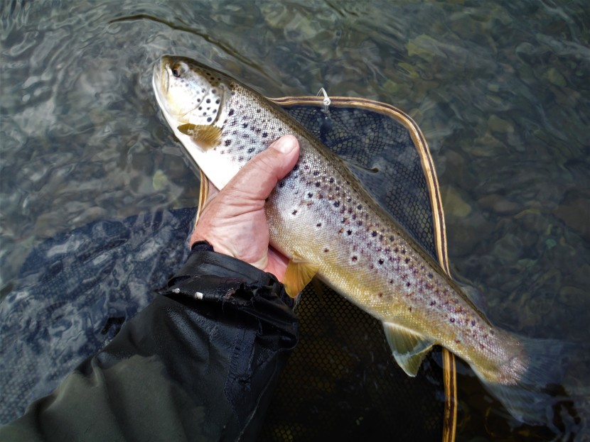 Caught on spiders during a large dark olive hatch